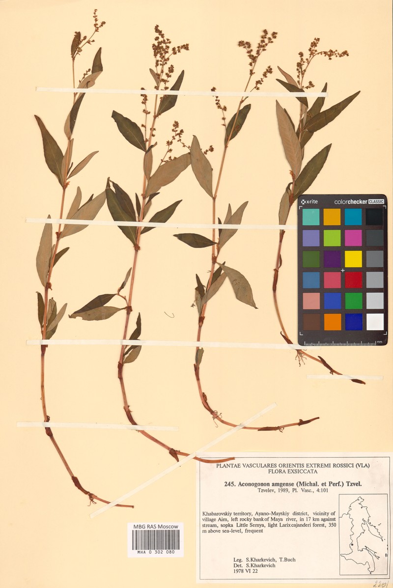 Koenigia amgensis photo 4