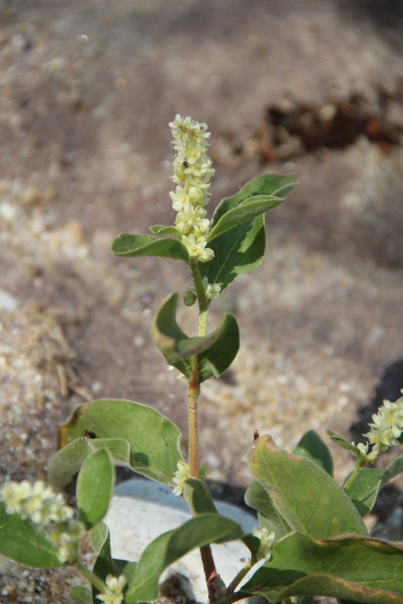 Koenigia bargusinensis