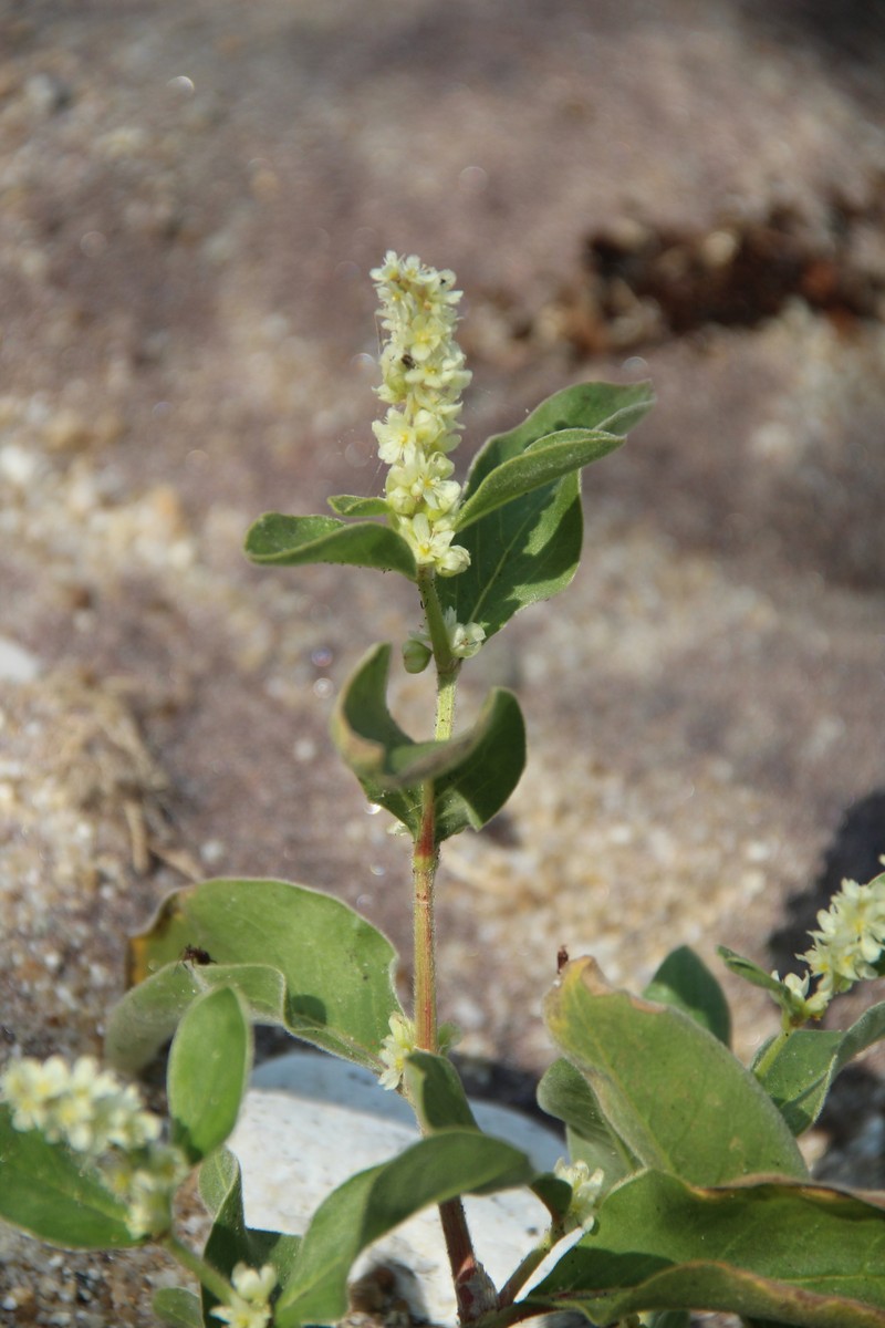 Koenigia bargusinensis photo 2
