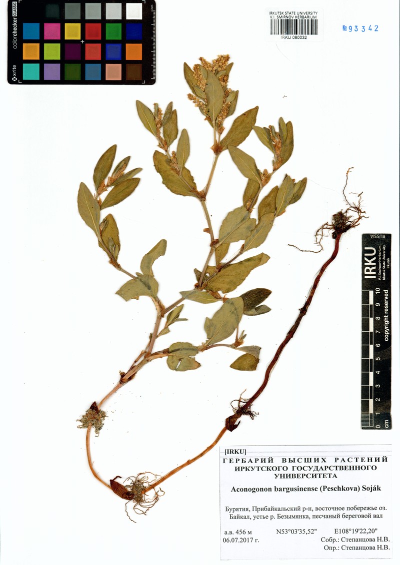 Koenigia bargusinensis photo 3