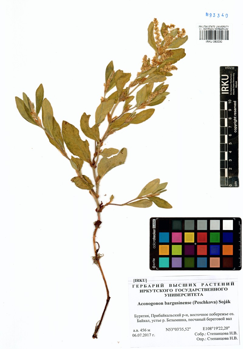 Koenigia bargusinensis photo 4