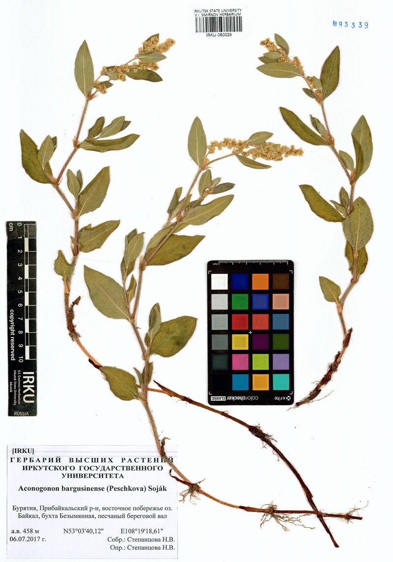 Koenigia bargusinensis photo 5