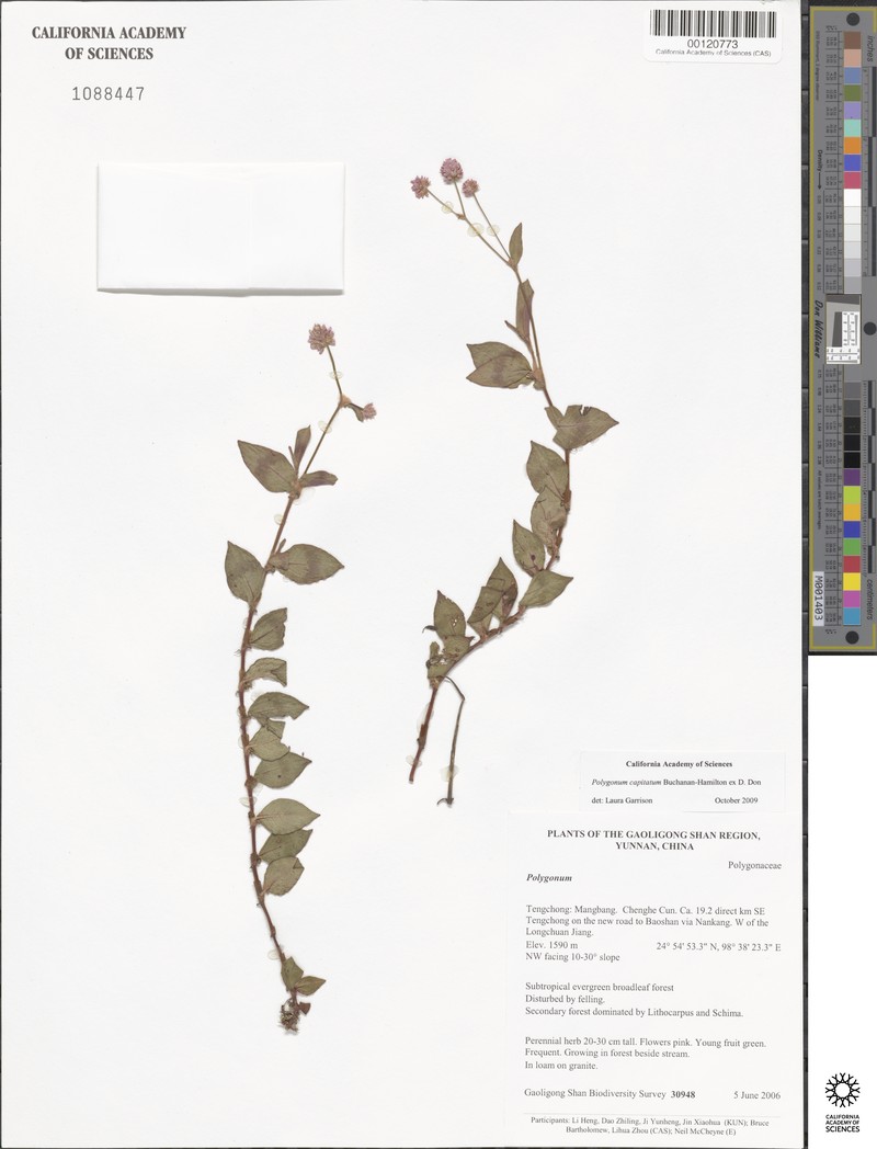 Koenigia campanulata var. fulvida