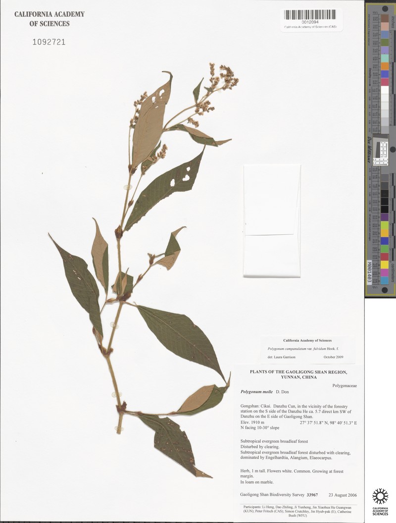 Koenigia campanulata var. fulvida photo 2