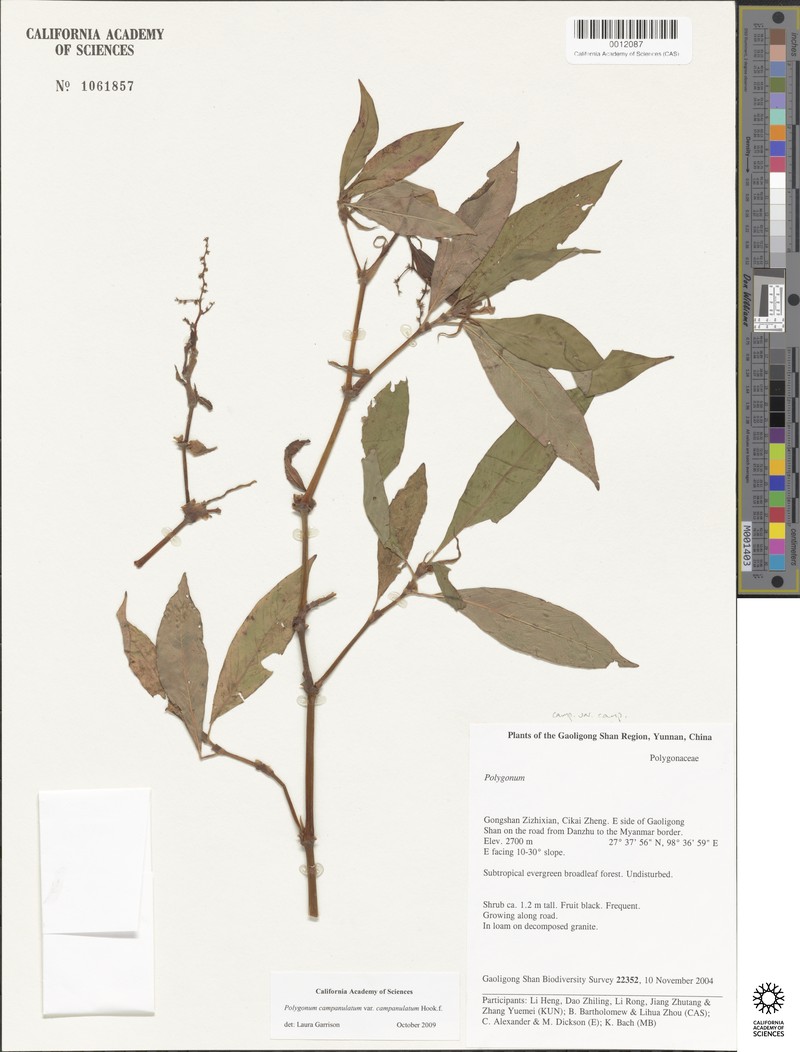 Koenigia campanulata var. fulvida photo 3