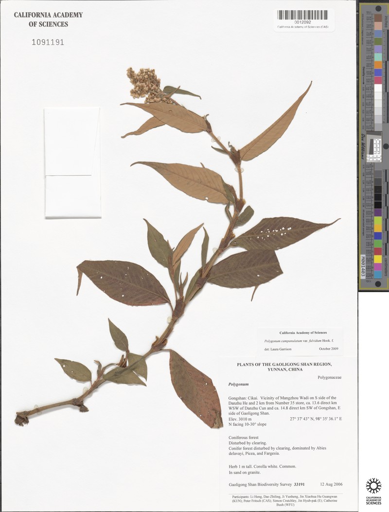 Koenigia campanulata var. fulvida photo 4