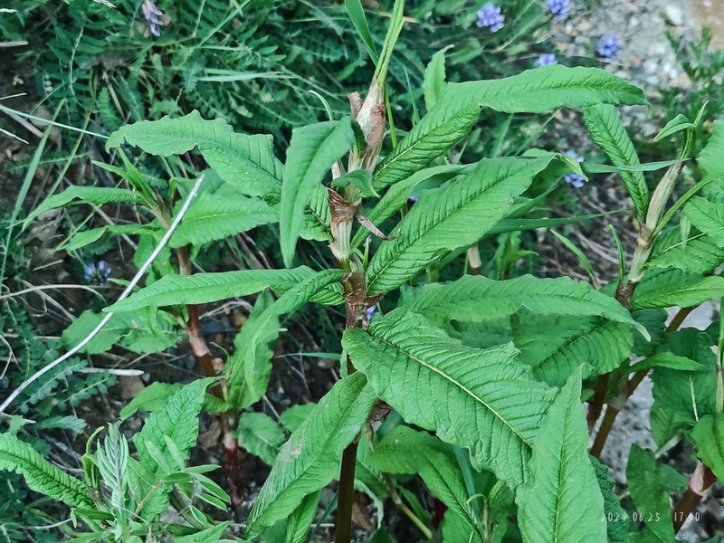 Koenigia cathayana
