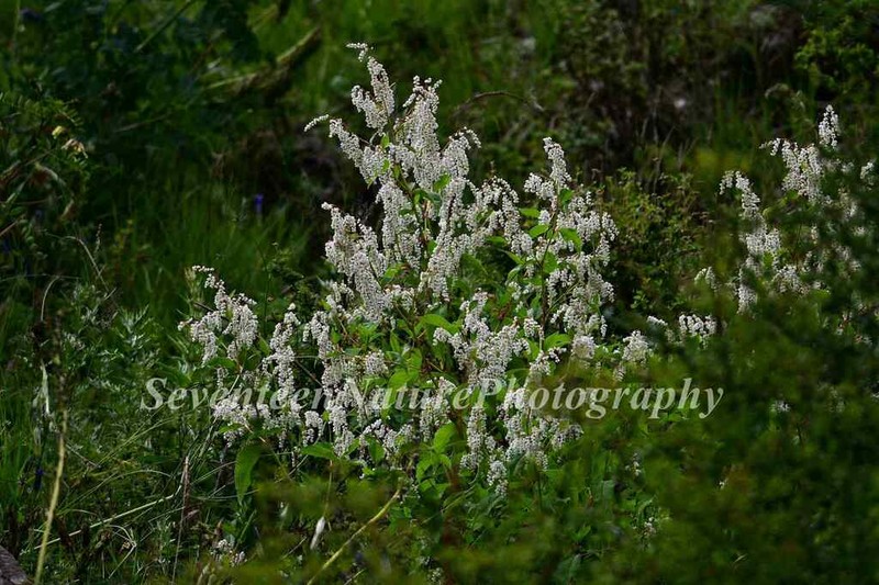 Koenigia cathayana photo 2