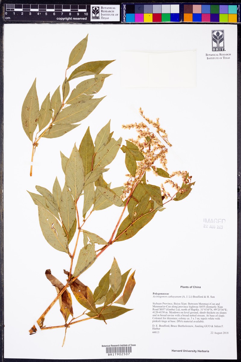 Koenigia cathayana photo 3