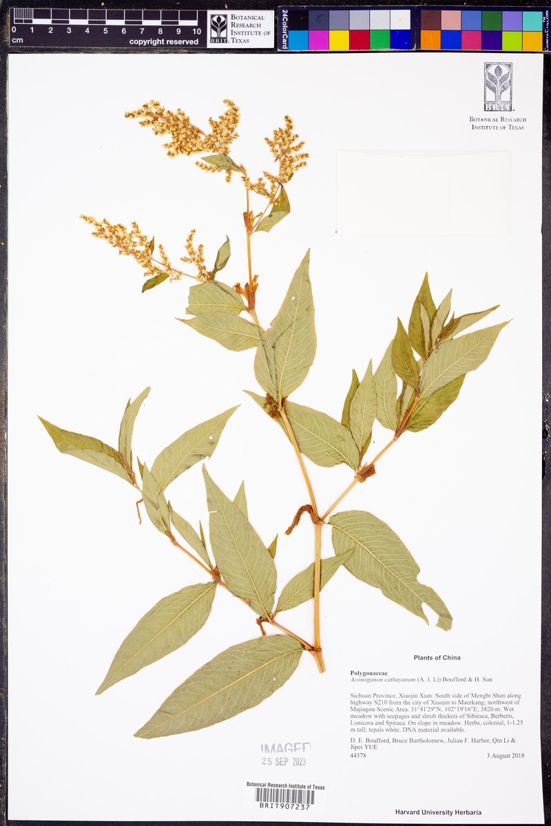 Koenigia cathayana photo 4