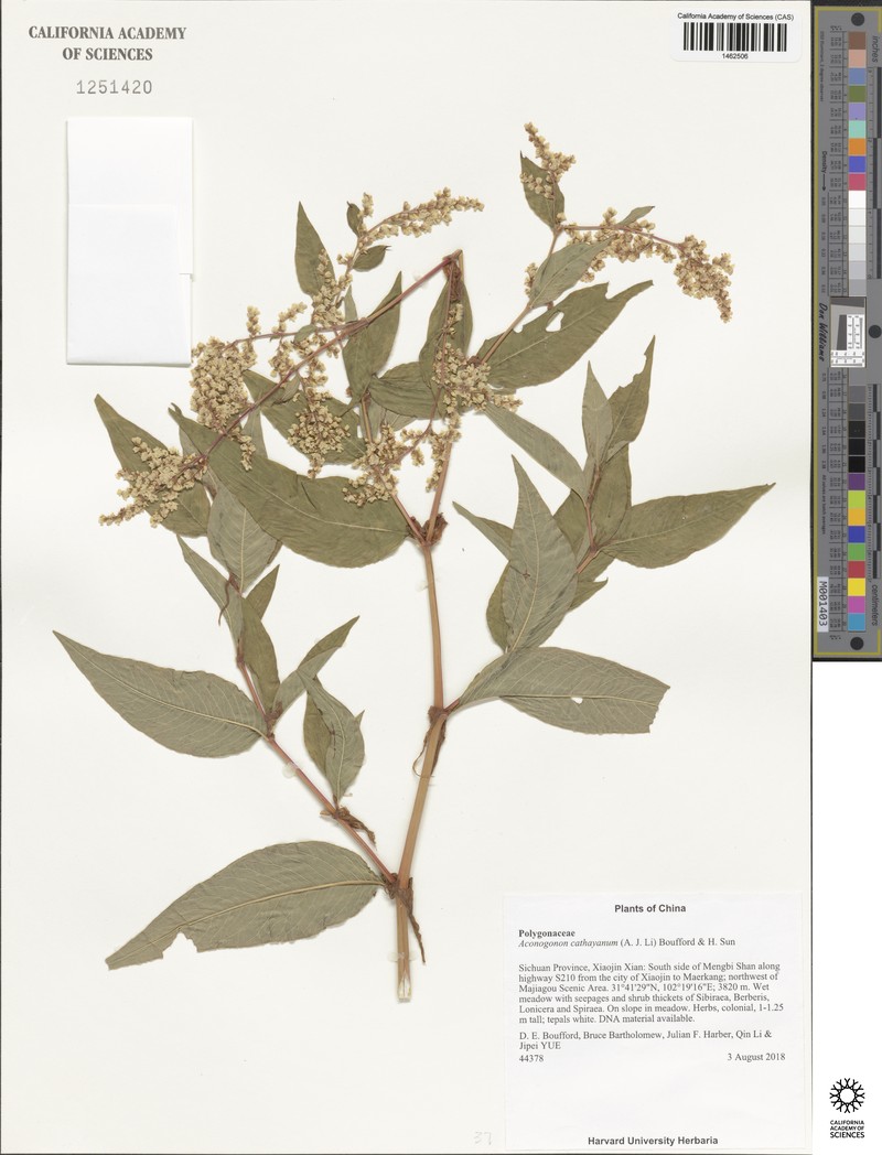 Koenigia cathayana photo 5