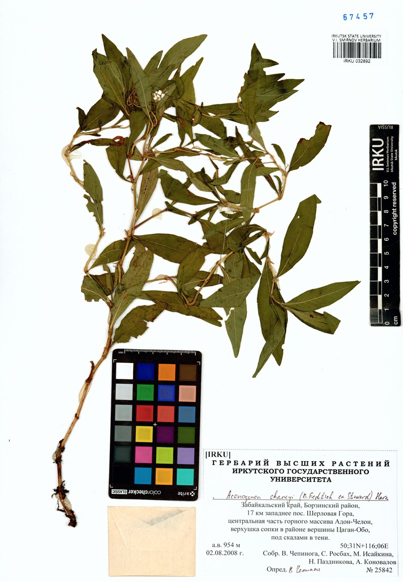 Koenigia chaneyi
