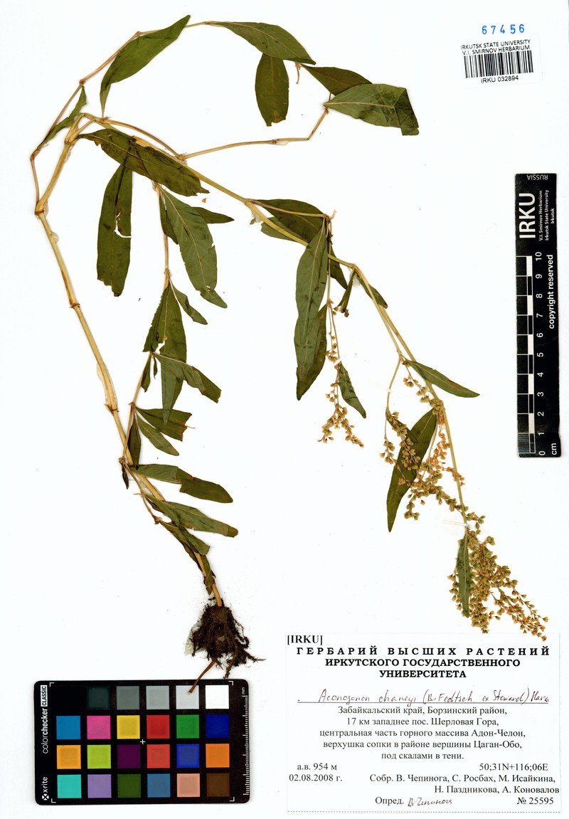 Koenigia chaneyi photo 2