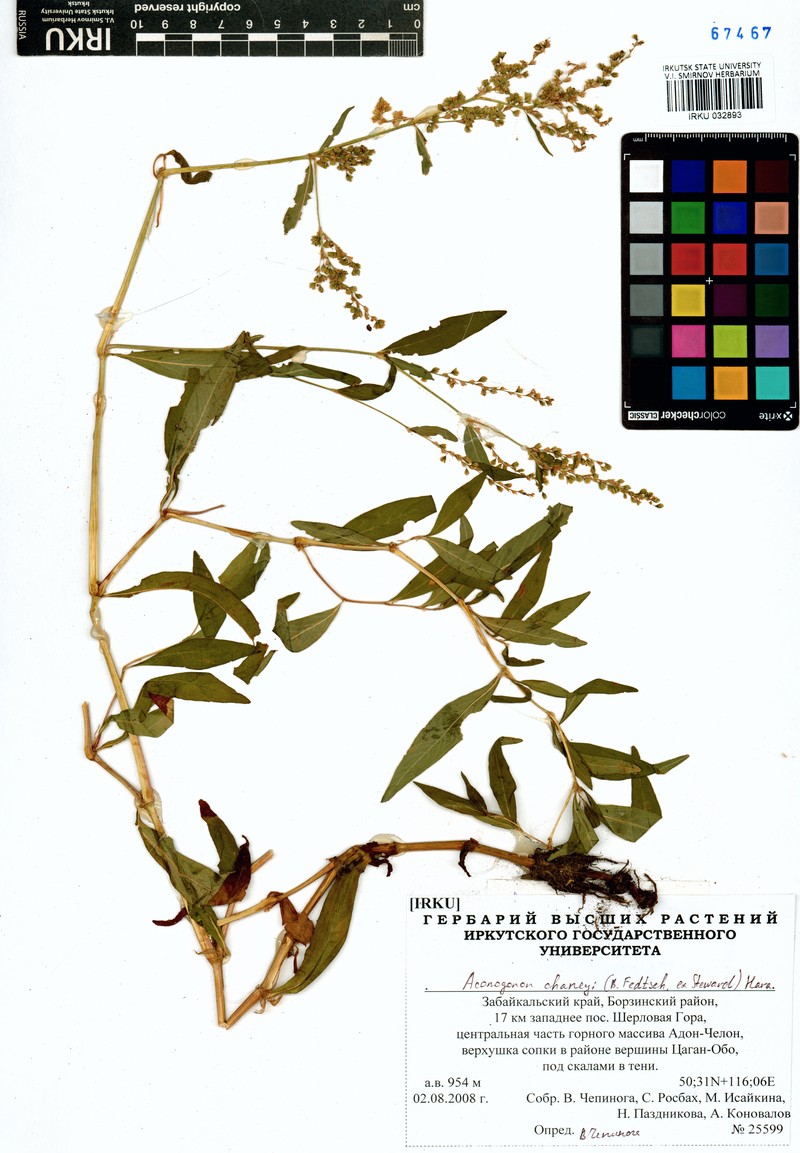 Koenigia chaneyi photo 3