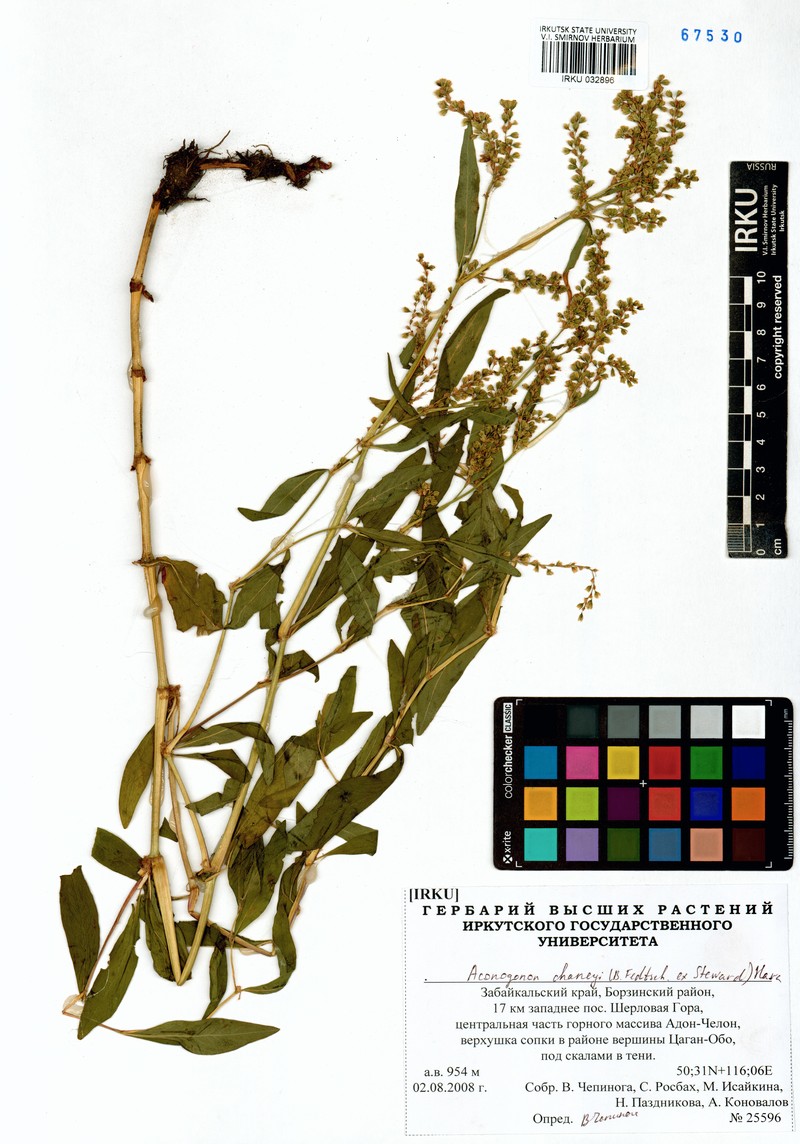 Koenigia chaneyi photo 4