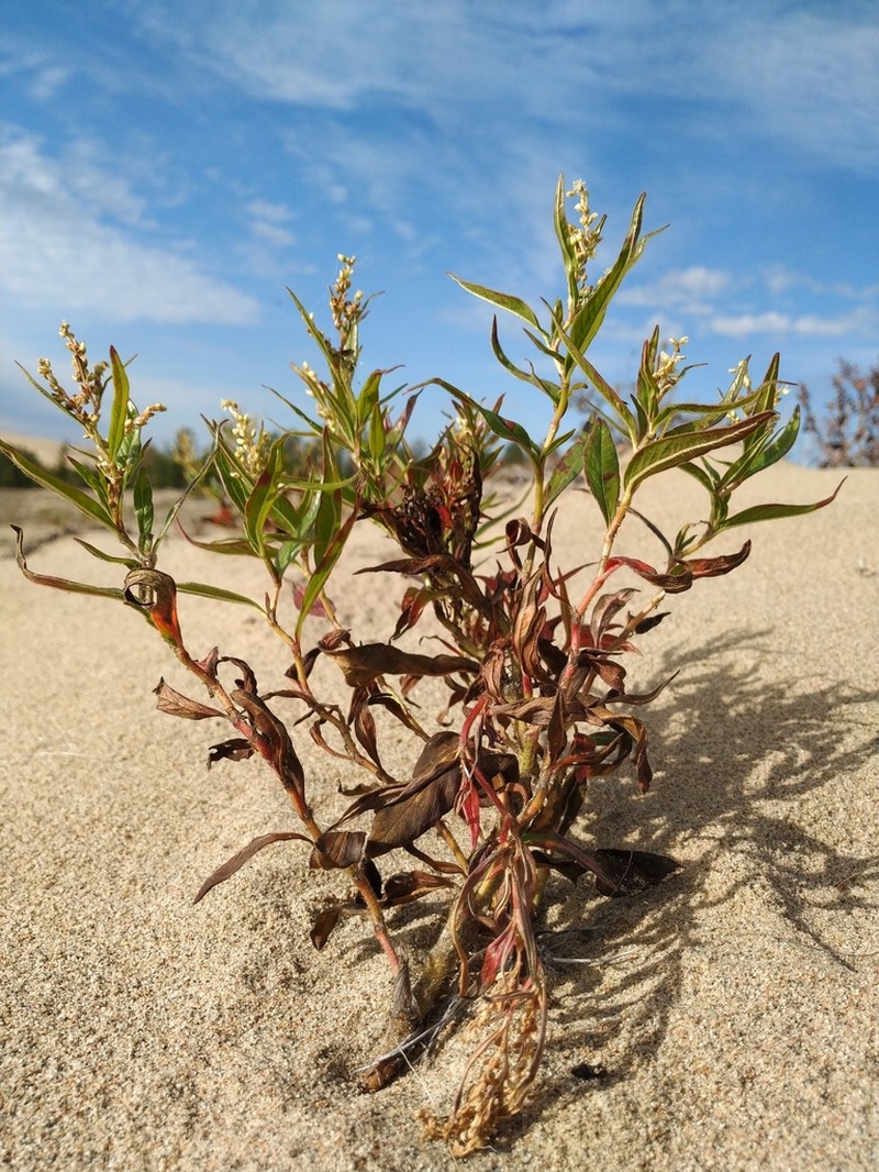 Koenigia chlorochrysea