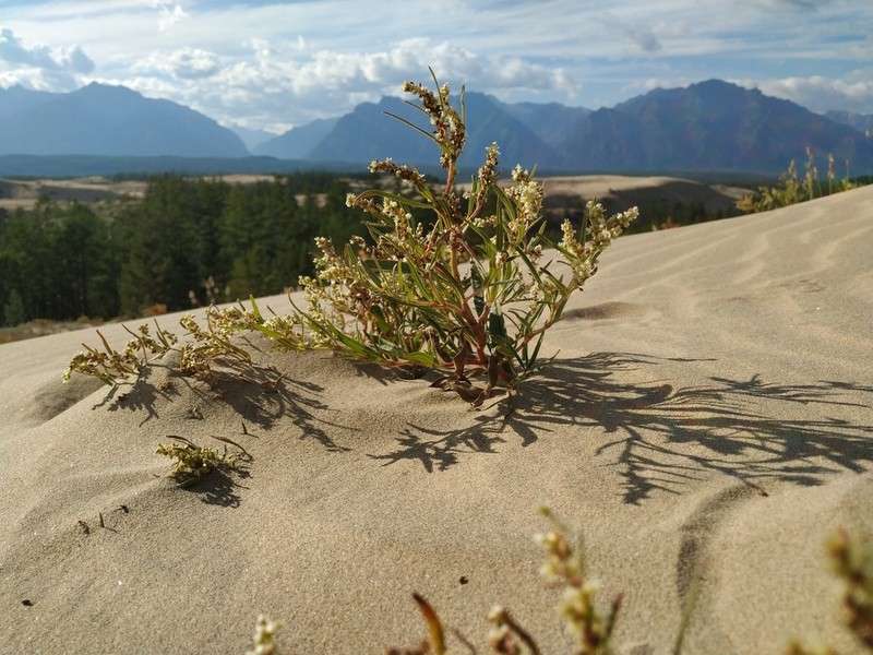 Koenigia chlorochrysea photo 2