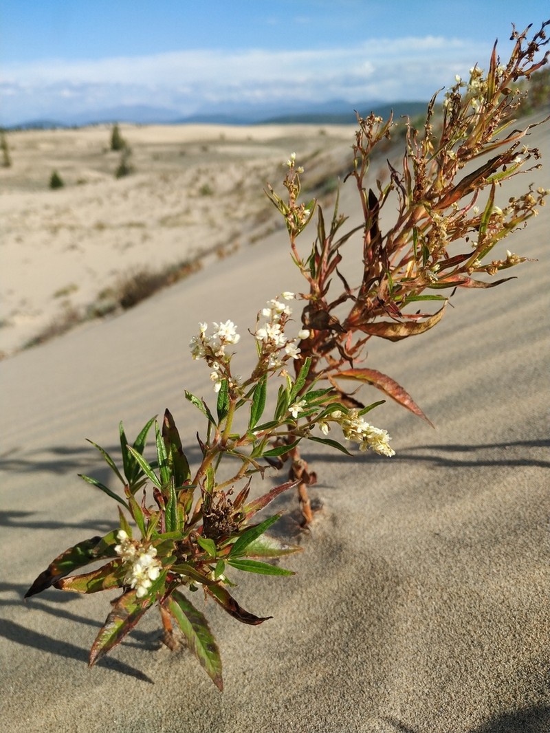 Koenigia chlorochrysea photo 3