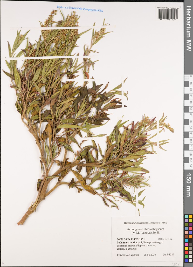 Koenigia chlorochrysea photo 6