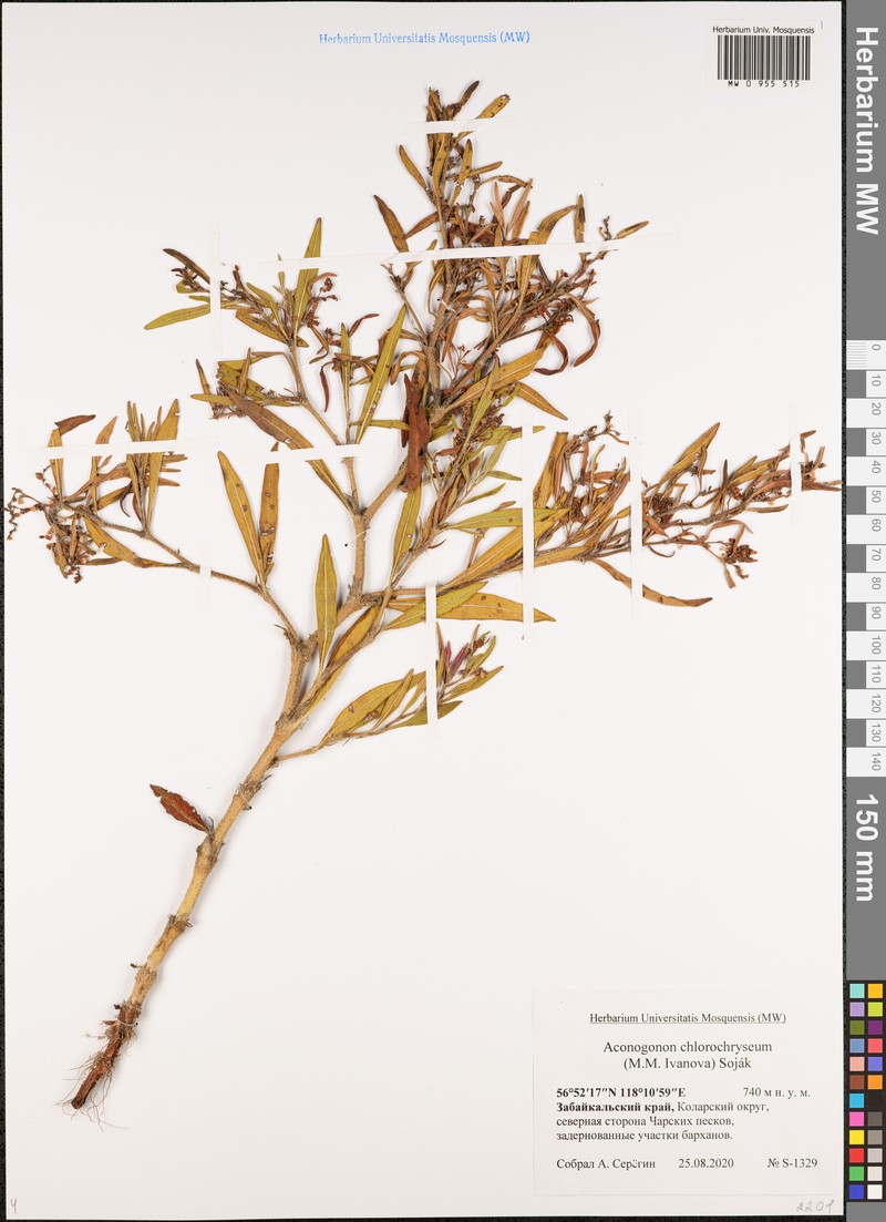 Koenigia chlorochrysea photo 7