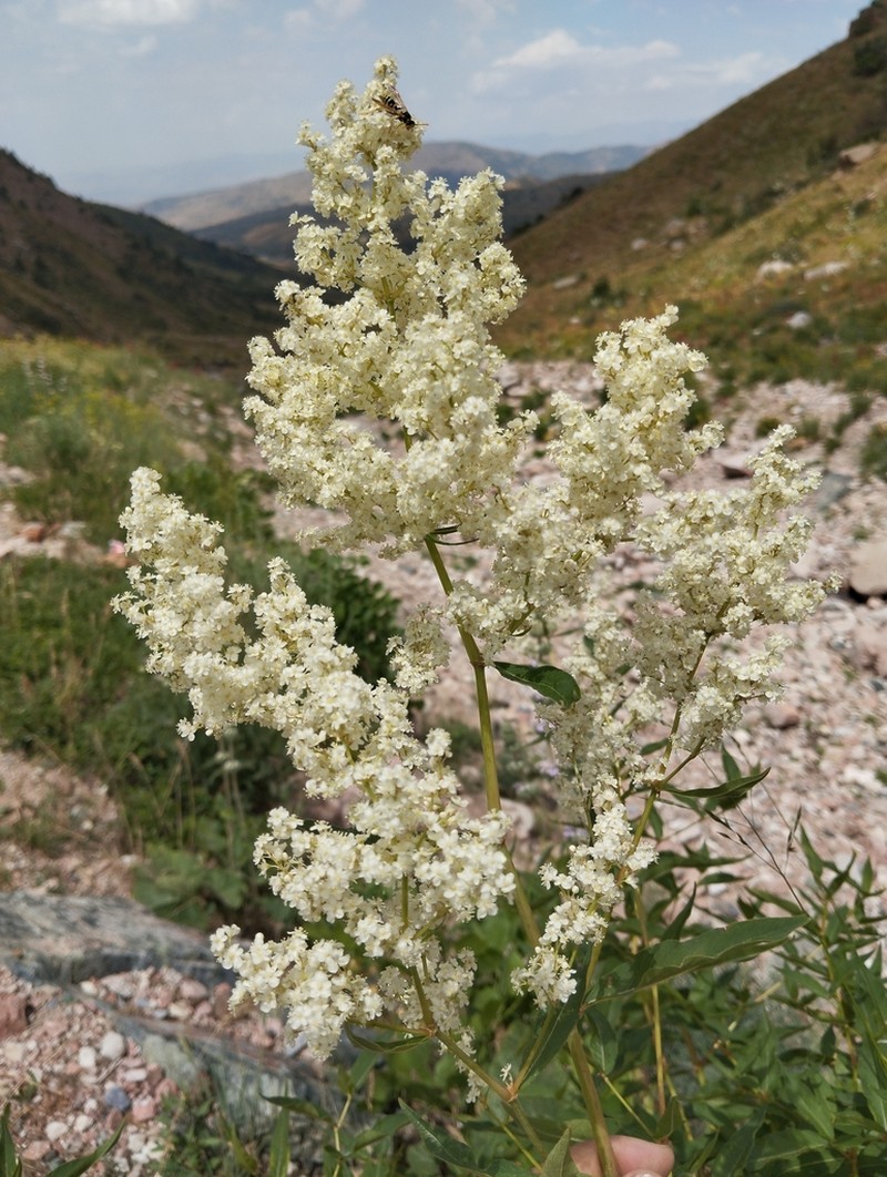 Koenigia coriaria