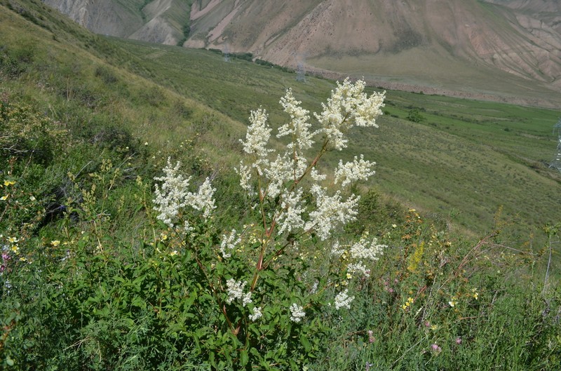 Koenigia coriaria photo 2