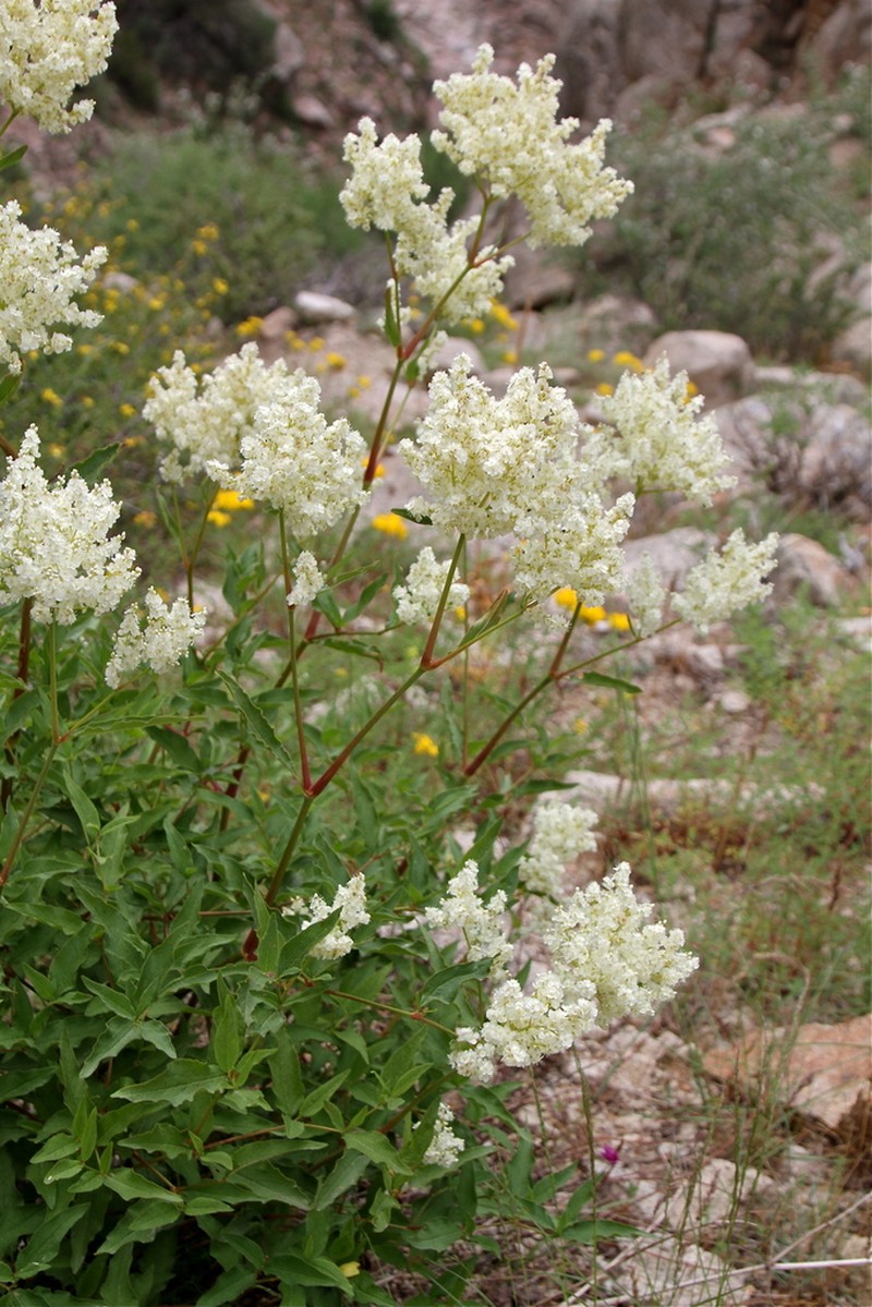 Koenigia coriaria photo 4