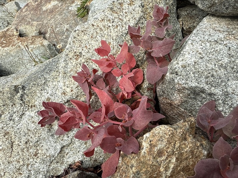 Davis' Knotweed