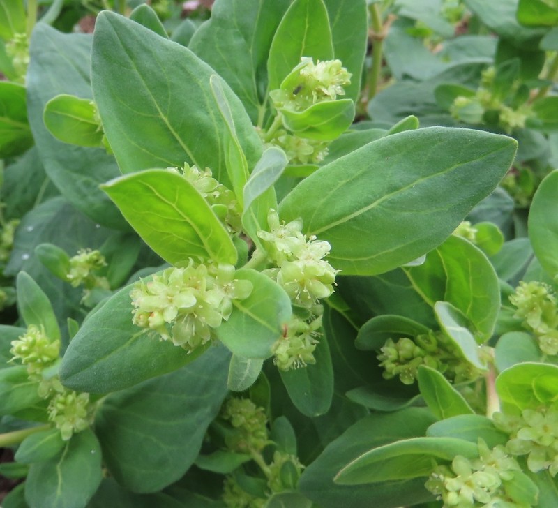 Davis' Knotweed photo 2