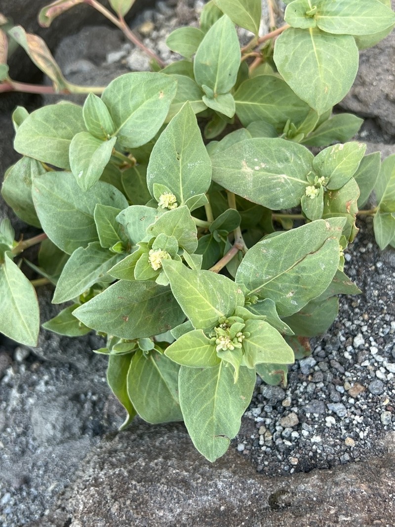 Davis' Knotweed photo 3