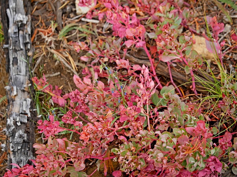 Davis' Knotweed photo 5