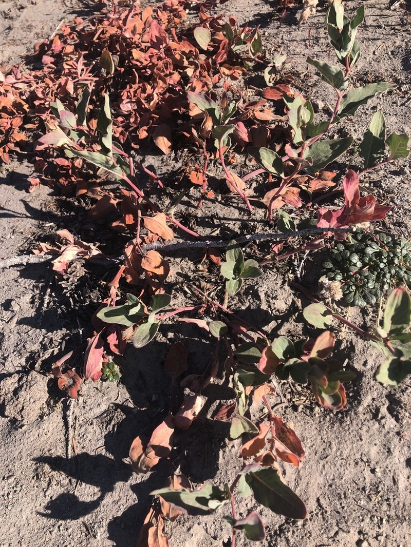 Davis' Knotweed photo 6