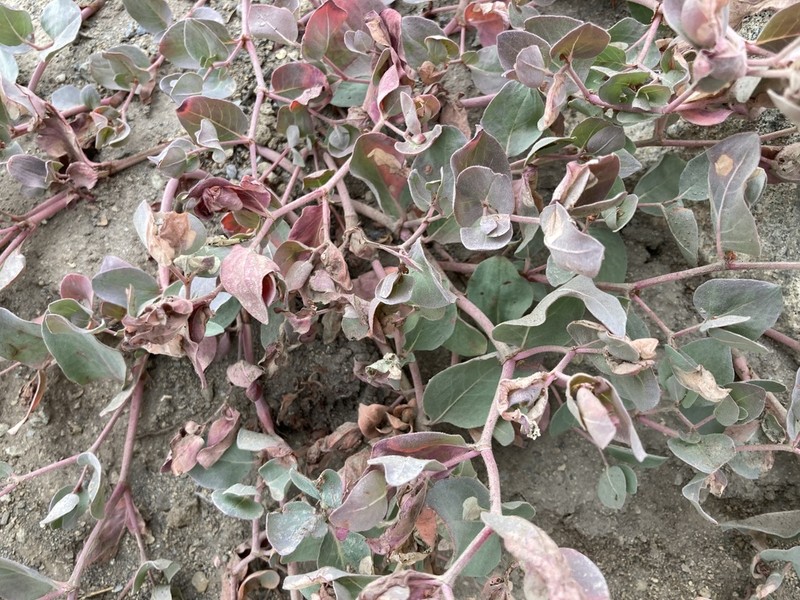 Davis' Knotweed photo 7
