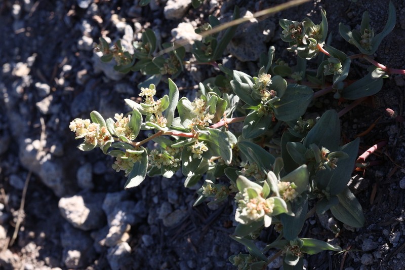 Davis' Knotweed photo 8