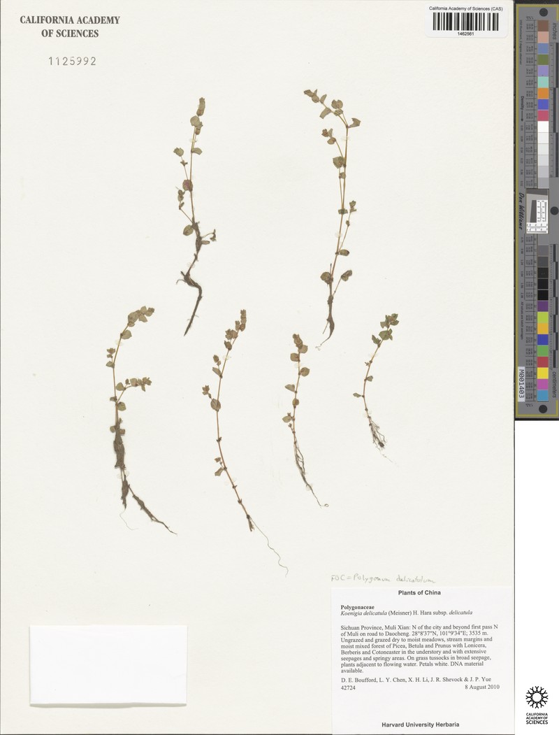 Koenigia delicatula subsp. delicatula