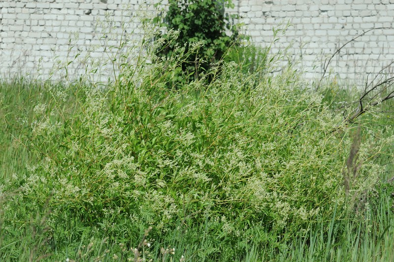 Koenigia divaricata photo 2