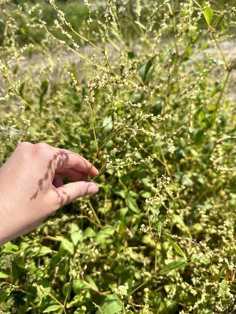 Koenigia divaricata photo 3