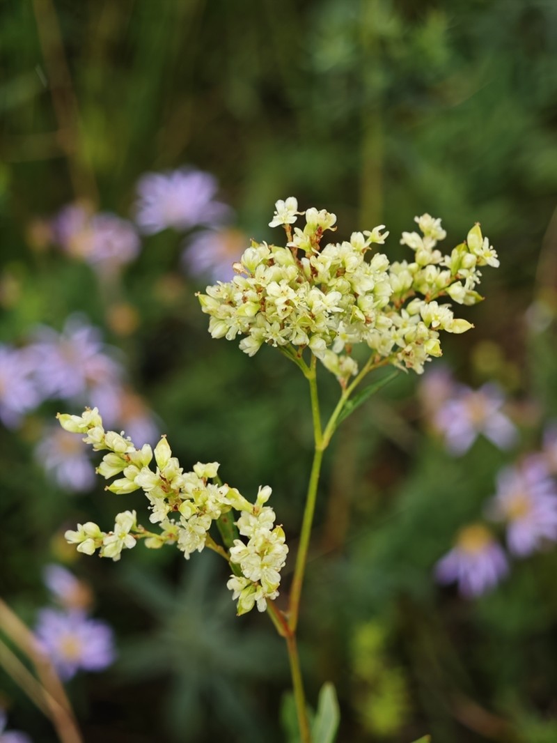 Koenigia divaricata photo 4