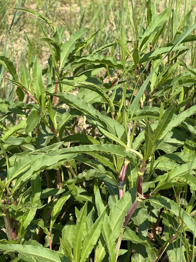 Koenigia divaricata photo 7