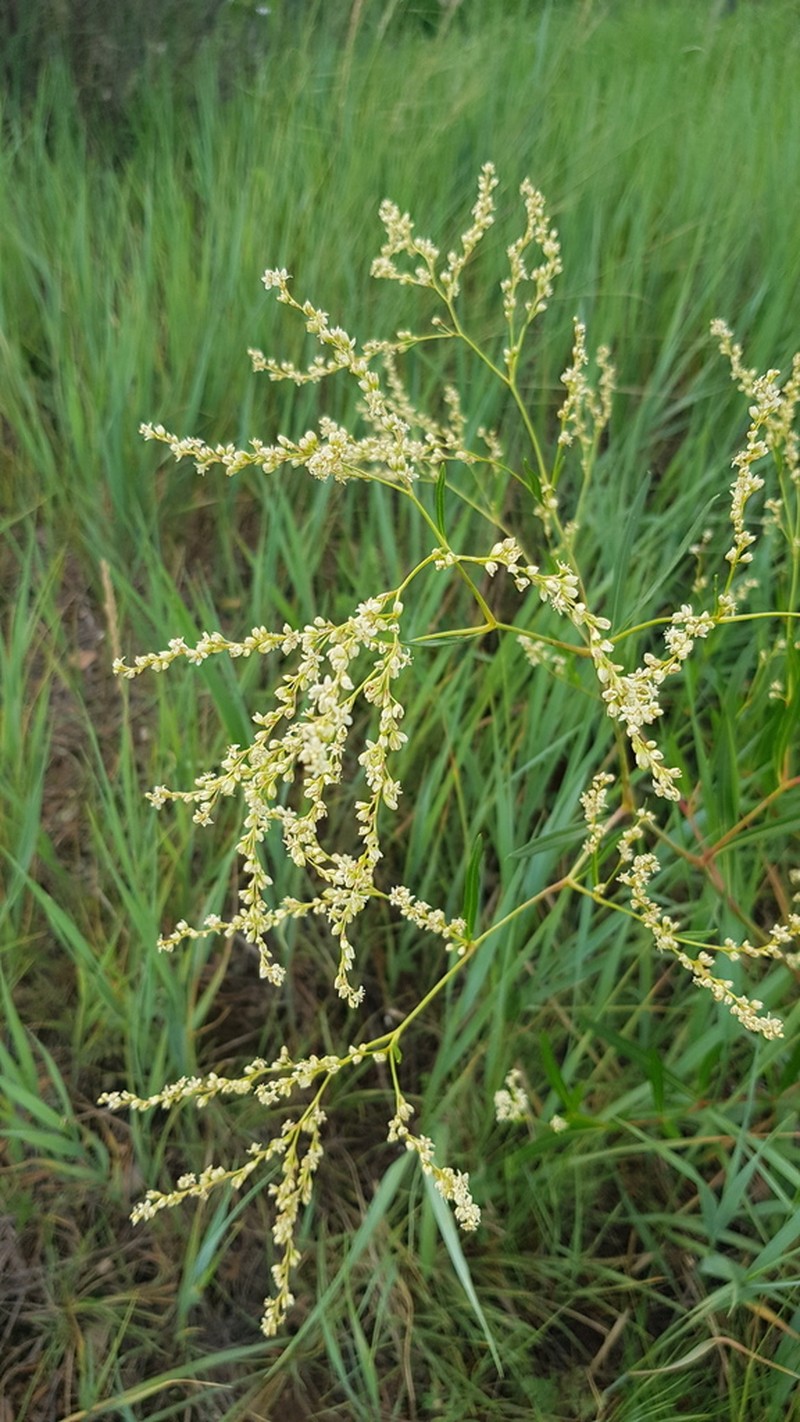 Koenigia divaricata photo 8