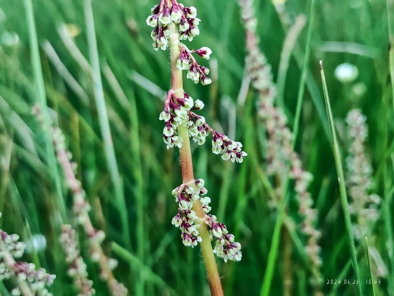 Koenigia hookeri