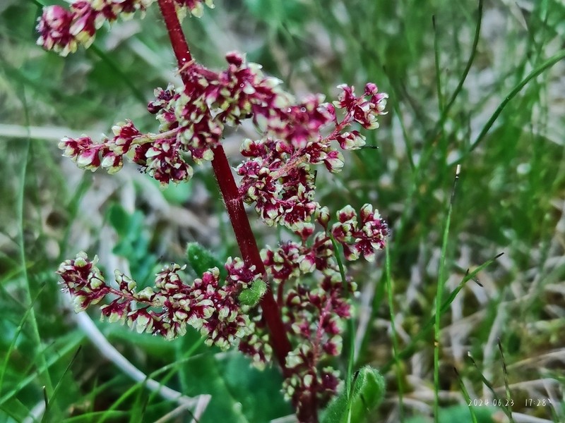 Koenigia hookeri photo 2