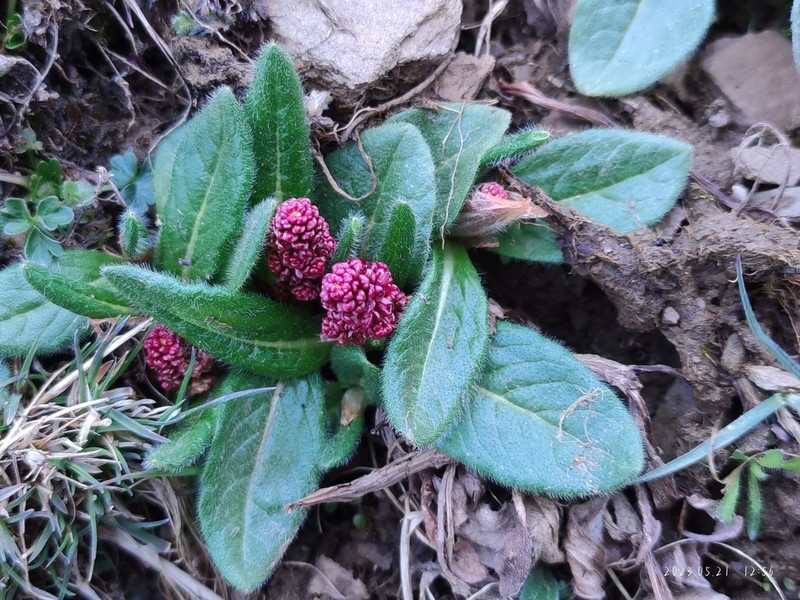 Koenigia hookeri photo 4