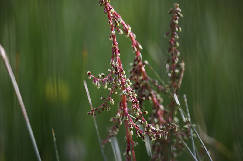 Koenigia hookeri photo 5