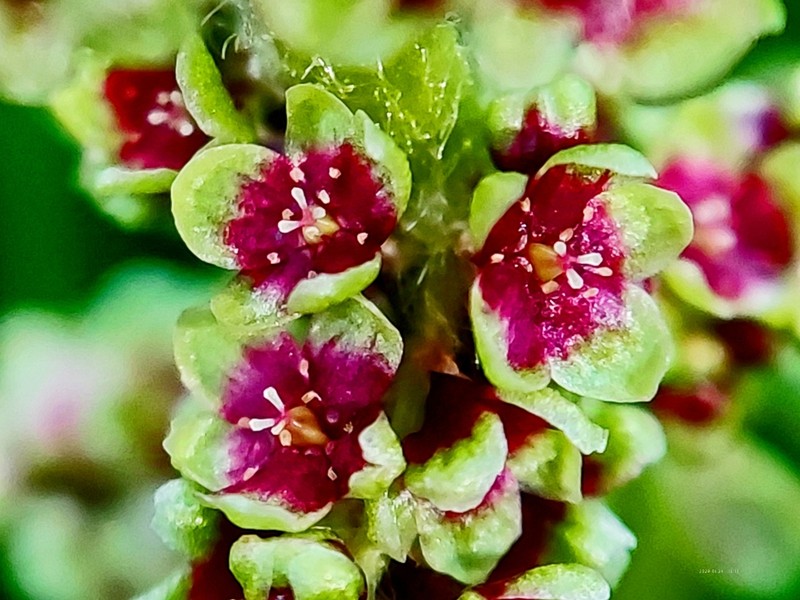 Koenigia hookeri photo 6