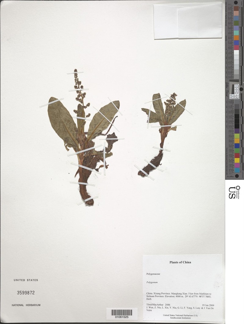 Koenigia hookeri photo 7