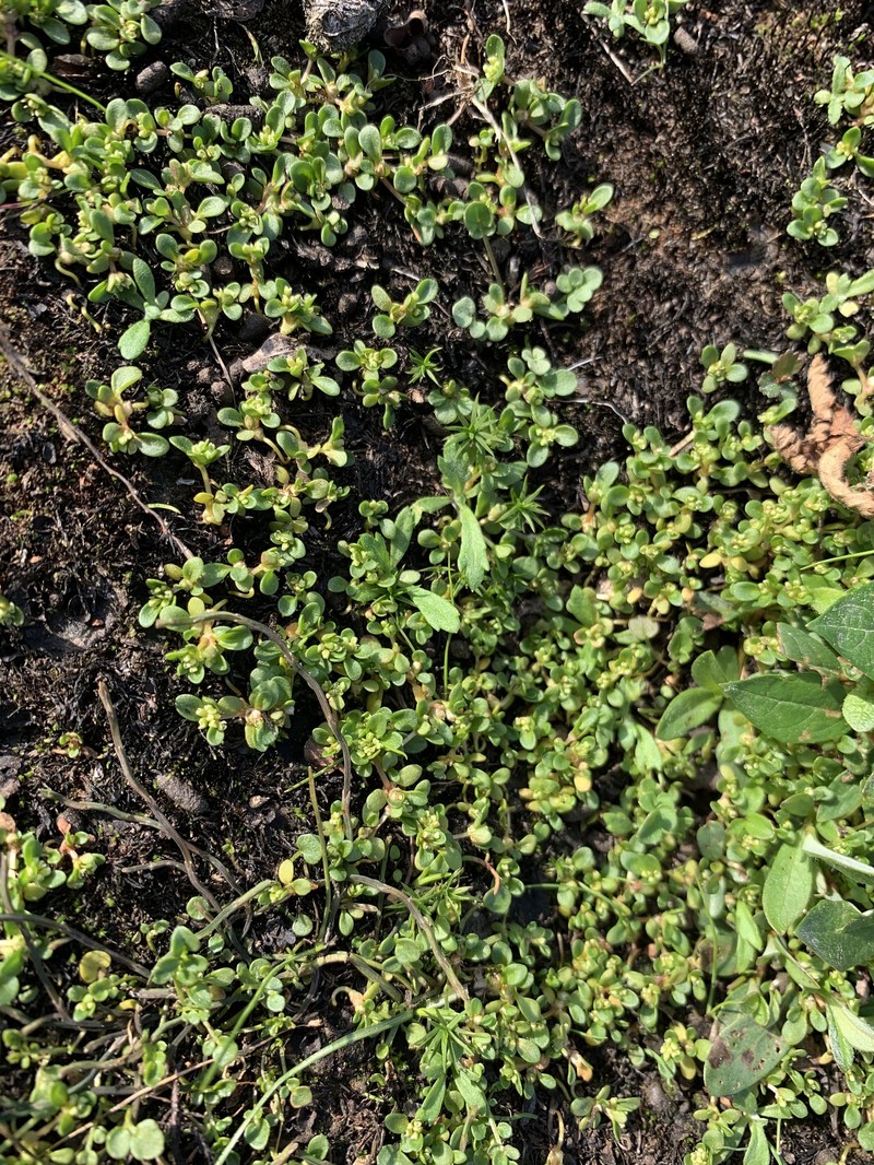 Island Purslane photo 2