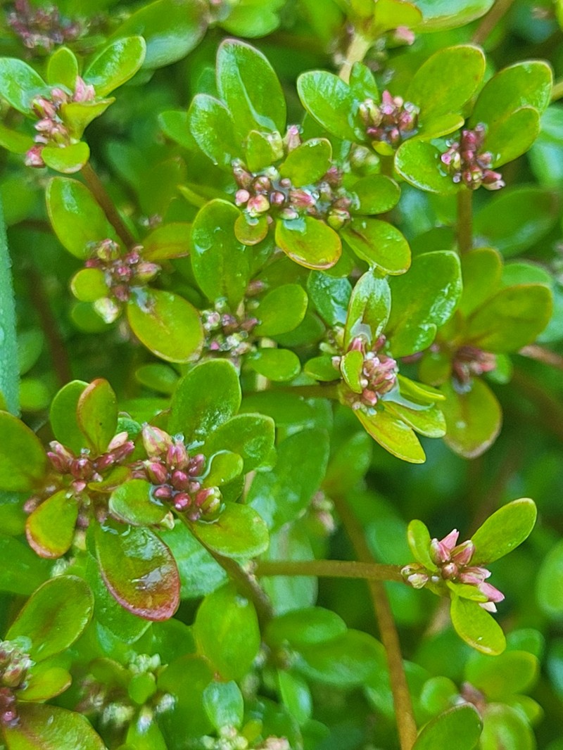 Island Purslane photo 3