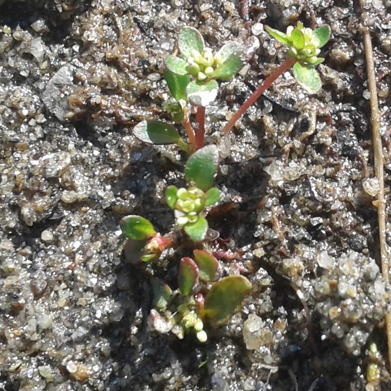 Island Purslane
