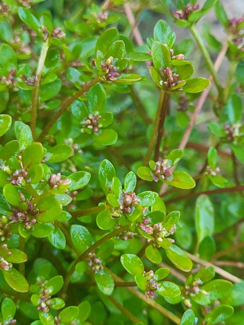 Island Purslane photo 4